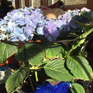 Meet your Posher, Julie